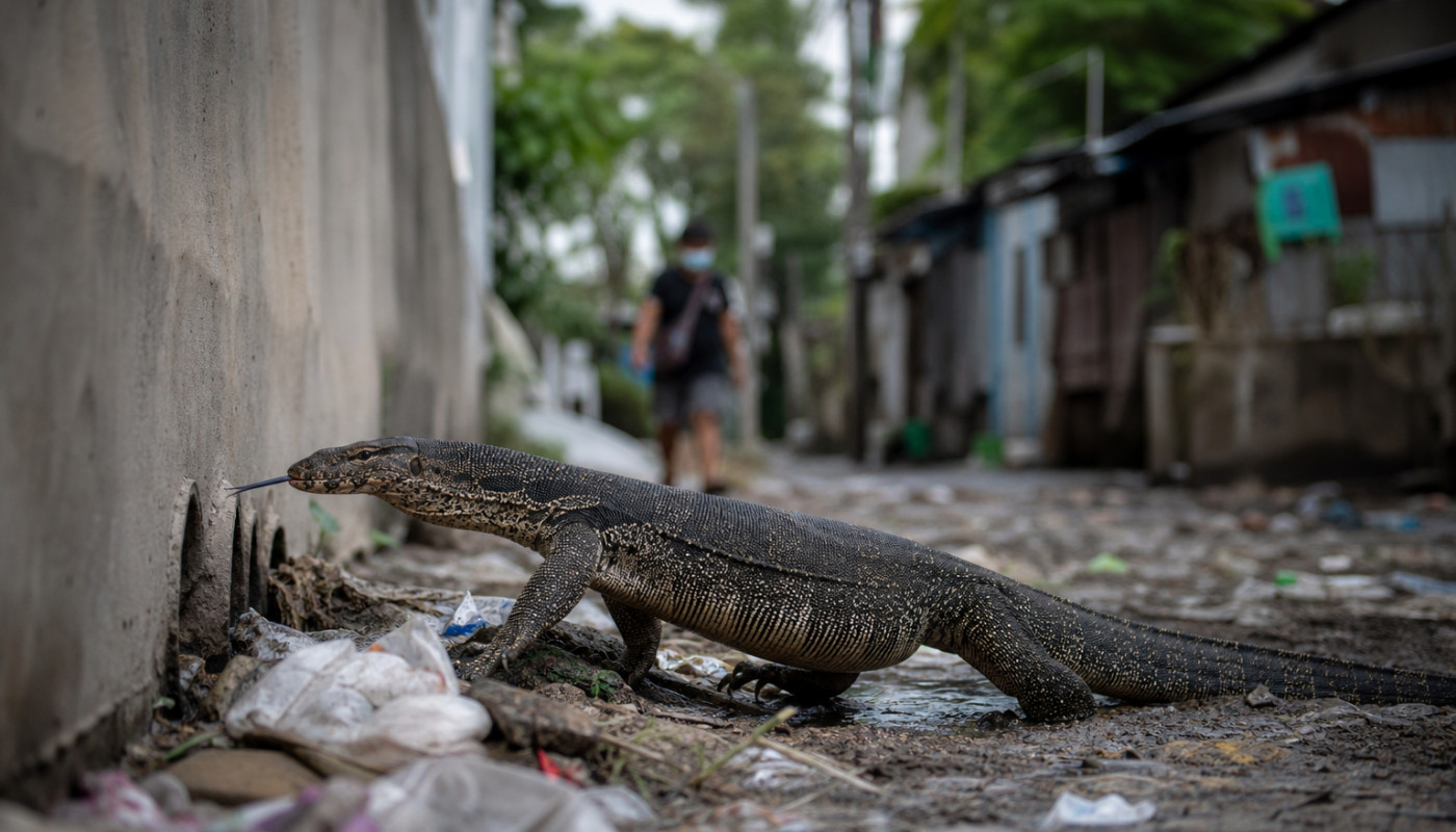 Déreptilisation : comprendre la cohabitation forcée entre humains et reptiles